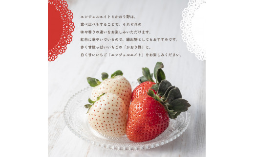 天使のいちご エンジェルエイト & かおり野 & あまおとめ 紅 白いちご 約1000g セット | フルーツ 果物 くだもの 苺 いちご イチゴ 白苺 熊本県 玉名市