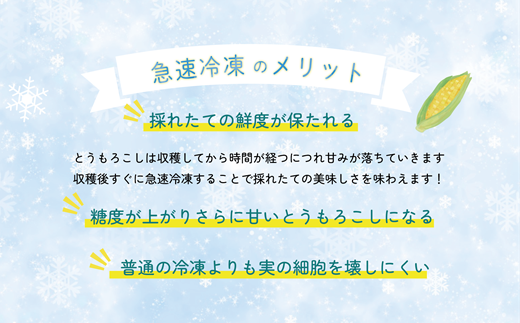 ＜ささや農園産　極★凍結　とうもろこし　12本＞北海道 道産 国産 乙部町 とうもろこし とうきび 冷凍 急速冷凍 鮮度そのまま 甘さ 糖度 個包装 ゴールドラッシュ 恵味ゴールド