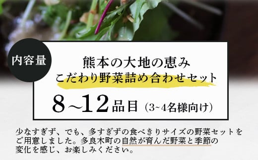 熊本の大地の恵み 旬の こだわり野菜詰め合わせセット 8〜12品 