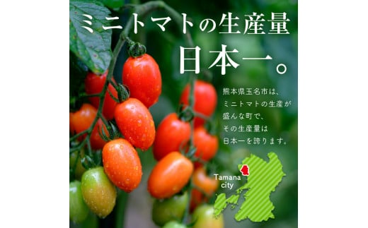 【 定期便 4回 】 ミニトマト 生産量 日本一 玉名市 !! カラフル ミニトマト 約 2kg （ ミックス ） サザキ農園    | 野菜 トマト ミニトマト 熊本県 玉名市 定期便