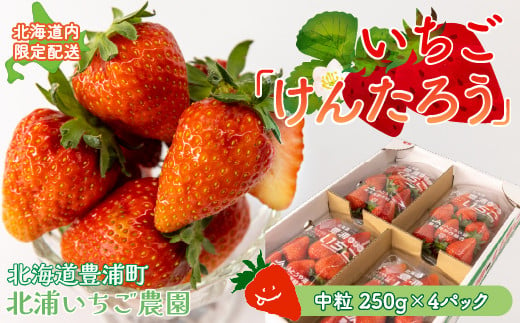 【北海道内限定配送】いちご「けんたろう」 中粒 250g×4パック 【ふるさと納税 人気 おすすめ ランキング 果物 いちごイチゴ 苺 国産いちご 国産苺 けんたろう セット おいしい 美味しい 甘い 北海道 豊浦町 送料無料】 TYUAC003