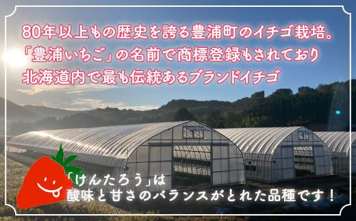 【北海道内限定配送】いちご「けんたろう」 中粒 250g×4パック 【ふるさと納税 人気 おすすめ ランキング 果物 いちごイチゴ 苺 国産いちご 国産苺 けんたろう セット おいしい 美味しい 甘い 北海道 豊浦町 送料無料】 TYUAC003