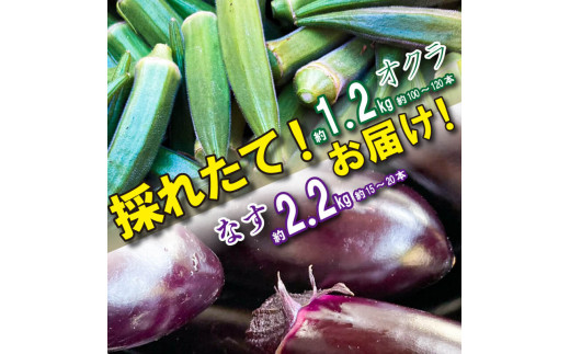 野菜 なす 2kg オクラ 1kg セット 《 先行予約 5月下旬～発送開始》 千両なす オクラ  夏野菜 阿波市産 徳島県