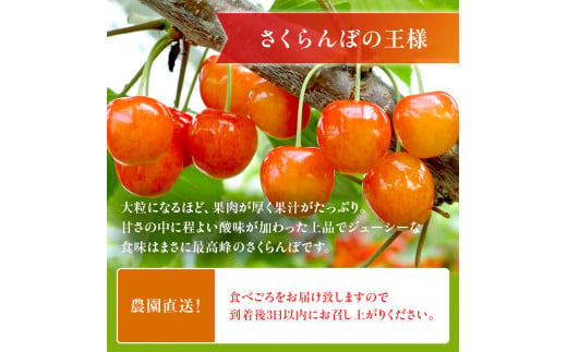 さくらんぼ 先行予約 農園厳選 佐藤錦 サクランボ Lサイズ以上 600g 品質：ギフト向け フルーツ チェリー 果物 ギフト 北海道 仁木町 仁木