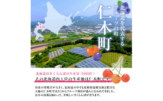 さくらんぼ 先行予約 農園厳選 佐藤錦 サクランボ Lサイズ以上 600g 品質：ギフト向け フルーツ チェリー 果物 ギフト 北海道 仁木町 仁木