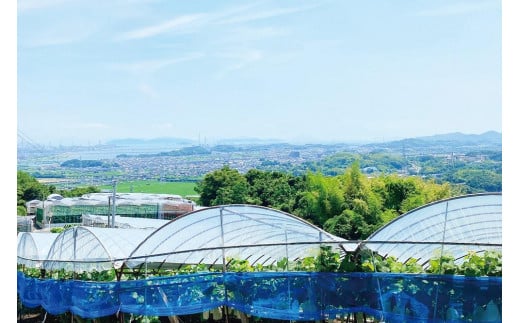 CN66【2025年9月以降発送】岡山県産 シャインマスカット 晴王 1房 約700g｜種無し 皮ごと食べる フレッシュ 先行予約 ハレノフルーツ