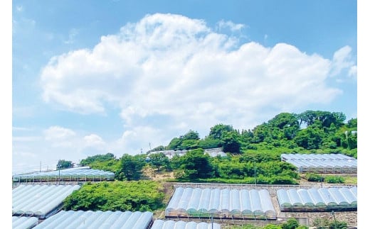 CN66【2025年9月以降発送】岡山県産 シャインマスカット 晴王 1房 約700g｜種無し 皮ごと食べる フレッシュ 先行予約 ハレノフルーツ