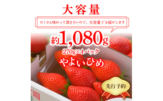 《先行予約》2月より順次発送※ いちご「 やよいひめ 」約270g×4パック 群馬県 千代田町 大粒 完熟収穫 大容量 とれたて 新鮮 送料 無料 数量 限定 甘い 豊かな 香り 贅沢 ご褒美 イチゴ ストロベリー 贈答 贈り物 ギフト プレゼント 家族 で 楽しむ フルーツ