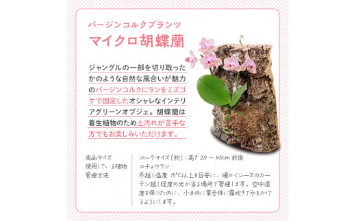 観葉植物 バージンコルクプランツ マイクロコチョウラン 花色おまかせ(１個)  群馬県 千代田町 花色おまかせ 胡蝶蘭 花 プレゼント ギフト 贈答用 送料無料 株式会社チャーム