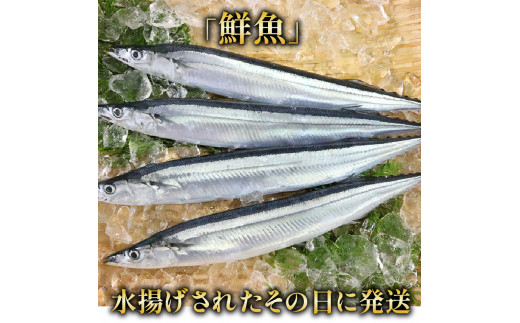 【期間限定】鮮さんま 大型 15本 (1本約120g～130g )  冷蔵 