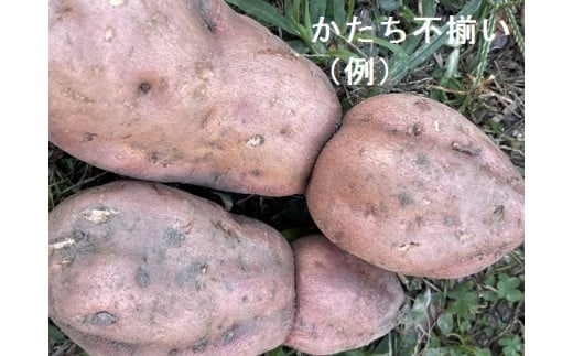 先行予約　【訳あり】サツマイモ（安納芋）５ｋｇ　農薬化学肥料不使用　（土付き）【R00164】