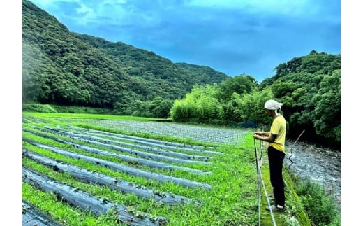 先行予約　【訳あり】サツマイモ（安納芋）５ｋｇ　農薬化学肥料不使用　（土付き）【R00164】