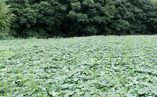 先行予約　【訳あり】サツマイモ（安納芋）５ｋｇ　農薬化学肥料不使用　（土付き）【R00164】