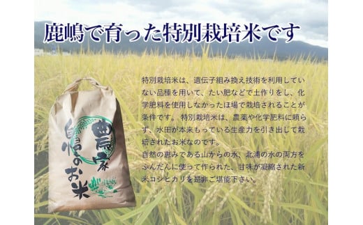 【ご注文より10日以内にお届け】【数量限定】【令和6年産】安心安全のお米！特別栽培米コシヒカリ（5kg）【茨城県 お米 こしひかり 産地直送 最短 おいしい ごはん 】（KAV-5）