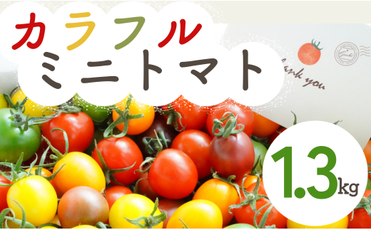 【 1.3kg 】げんき農場の カラフルミニトマト ｜ トマト ミニトマト トマト1.3kg 八街 千葉 渡辺パイプ 朝どれ