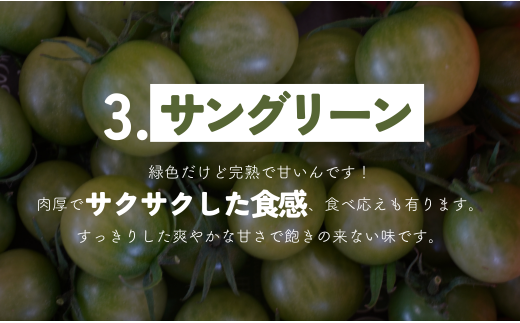 【 1.3kg 】げんき農場の カラフルミニトマト ｜ トマト ミニトマト トマト1.3kg 八街 千葉 渡辺パイプ 朝どれ