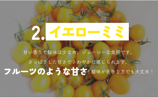 【 1.3kg 】げんき農場の カラフルミニトマト ｜ トマト ミニトマト トマト1.3kg 八街 千葉 渡辺パイプ 朝どれ