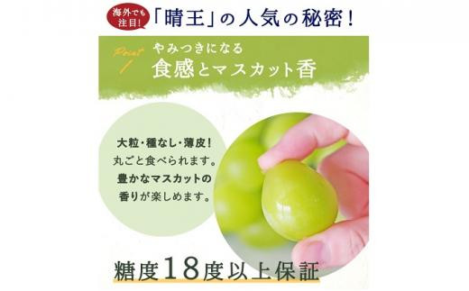 ぶどう 2025年 先行予約 シャイン マスカット 晴王 3～5房 2kg前後 （10月上旬～11月下旬発送分） ブドウ 葡萄 岡山県産 国産 フルーツ 果物 ギフト