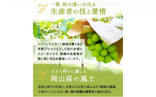 ぶどう 2025年 先行予約 シャイン マスカット 晴王 3～5房 2kg前後 （10月上旬～11月下旬発送分） ブドウ 葡萄 岡山県産 国産 フルーツ 果物 ギフト