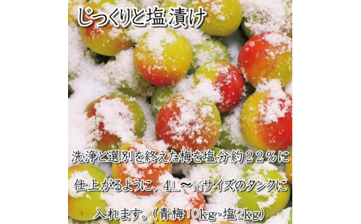 いなみの里梅園　はちみつ梅500g、こんぶ風味梅干500g食べ比べセット【和歌山産】紀州南高梅　印南町　