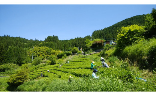 「お茶セット6種」｜お茶 お茶ギフト セット 緑茶 紅茶 ほうじ茶 玄米茶 日本茶 美川茶 茶葉 ティーバッグ 愛媛 久万高原町 