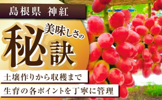 【2025年先行予約】【8月初旬頃から順次発送】数量限定！島根県オリジナル品種「神紅」1房 約500〜600g 産地直送 種なし葡萄 島根県雲南市/池田ぶどう農園　 [AIAA001]