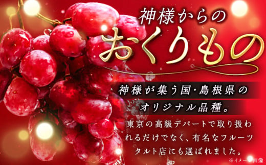 【2025年先行予約】【8月初旬頃から順次発送】数量限定！島根県オリジナル品種「神紅」1房 約500〜600g 産地直送 種なし葡萄 島根県雲南市/池田ぶどう農園　 [AIAA001]