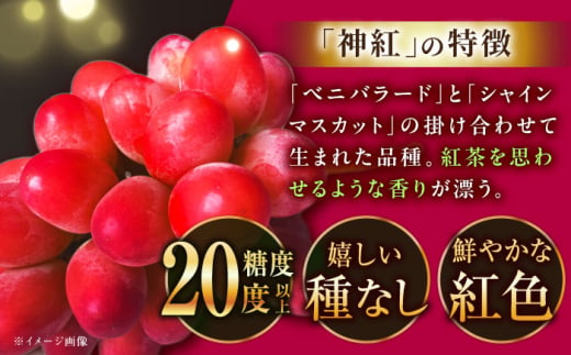 【2025年先行予約】【8月初旬頃から順次発送】数量限定！島根県オリジナル品種「神紅」1房 約500〜600g 産地直送 種なし葡萄 島根県雲南市/池田ぶどう農園　 [AIAA001]