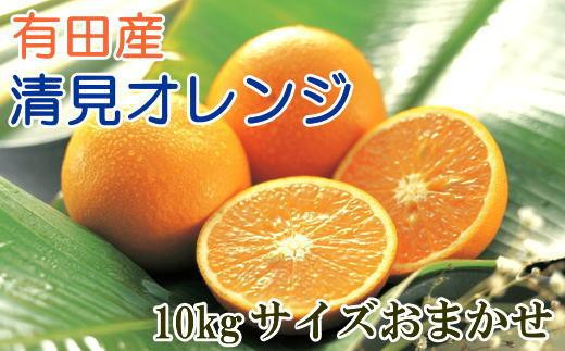 【濃厚】有田産清見オレンジ約10kg（サイズおまかせ・秀品）★2024年2月上旬頃より順次発送