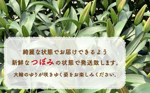 福原さん家のオリエンタルゆりの花束 20本（3～5輪） 【ふるさと納税 人気 おすすめ ランキング 花 ゆり 花束 プレゼント 記念日 ギフト 北海道 豊浦町 送料無料】 TYUAB004