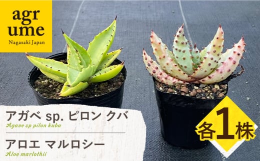 アガベ sp. ピロン クバ & アロエ マルロシー 各1株 Agave sp pilon kuba & Aloe marlothii 長与町/アグリューム [EAI198]