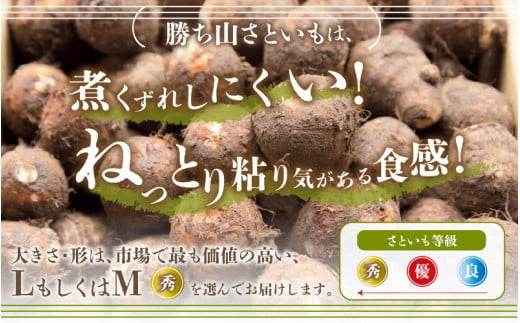 【先行予約】価値ある里芋「勝ち山さといも 5kg」 サイズ L～M混合 等級 秀 ※2024年12月中旬より順次発送 [A-040006]