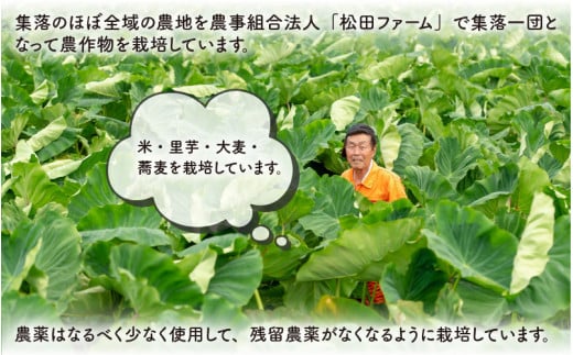 【先行予約】価値ある里芋「勝ち山さといも 5kg」 サイズ L～M混合 等級 秀 ※2024年12月中旬より順次発送 [A-040006]