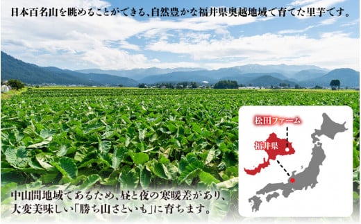 【先行予約】価値ある里芋「勝ち山さといも 5kg」 サイズ L～M混合 等級 秀 ※2024年12月中旬より順次発送 [A-040006]