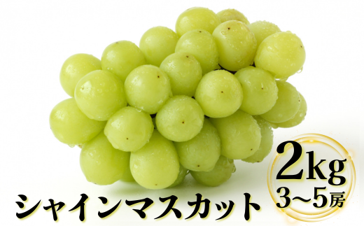 736．【先行予約】【ＪＡ】　シャインマスカット　赤秀2kg箱（3～5房入）
※着日指定不可
※離島への配送不可
※2024年9月上旬～9月中旬頃に順次発送予定