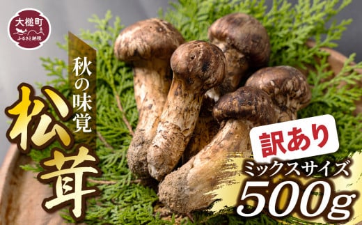 《先行予約》【令和6年10月より発送】【訳あり】秋の味覚！松茸約500g（MJ）国産 岩手 岩手県 土瓶蒸し 松茸ごはん マツタケ まつたけ わけあり ワケアリ