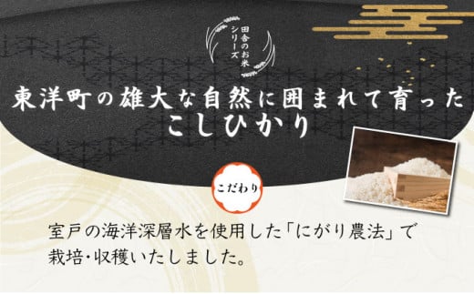 令和6年産 コシヒカリ 5kg　米 こしひかり 白米 こめ コメ 人気 精米　S137