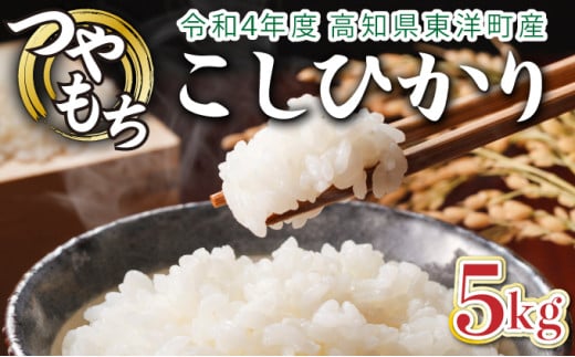 令和6年産 コシヒカリ 5kg　米 こしひかり 白米 こめ コメ 人気 精米　S137