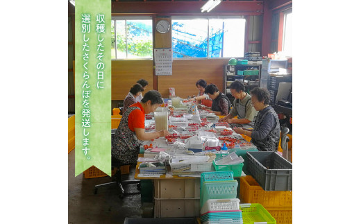 【先行予約】もぎたて直送 さくらんぼ 佐藤錦 1kg箱(北海道余市町産)