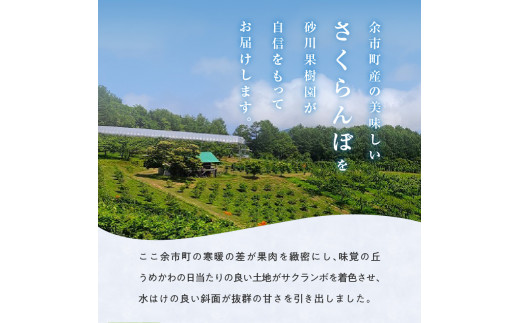 【先行予約】もぎたて直送 さくらんぼ 佐藤錦 1kg箱(北海道余市町産)