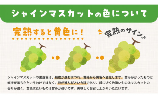 【 2024年 先行予約 】 シャインマスカット＆巨峰セット 合計 約2kg (茨城県共通返礼品 石岡市） 開田ぶどう園 産地直送 フルーツ 甘い 直送 茨城 限定 ギフト ぶどう シャインマスカット 果物  [DO007sa]