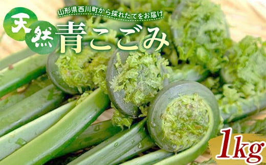 天然青こごみ 1kg