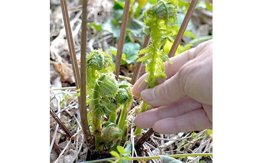 FYN9-777 《先行予約》『山菜ときのこの里西川町』 山里の春の香り 天然青こごみ 1kg こごみ