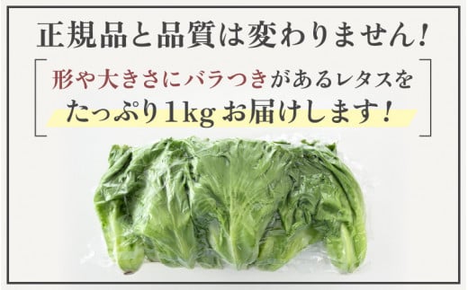 【訳あり】低カリウムレタス 1kg (500g×2袋) 不揃い クリーンルーム栽培 鮮度長持ち 【野菜 生野菜 レタス サラダ 水耕栽培 洗わず食べられる 時短 付け合わせ 規格外】[m40-a012]