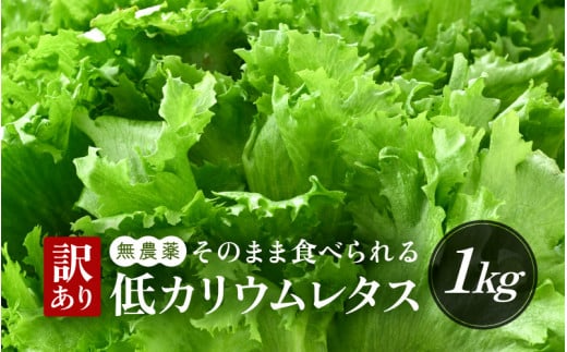 【訳あり】低カリウムレタス 1kg (500g×2袋) 不揃い クリーンルーム栽培 鮮度長持ち 【野菜 生野菜 レタス サラダ 水耕栽培 洗わず食べられる 時短 付け合わせ 規格外】[m40-a012]