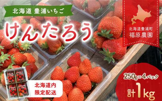 【北海道内限定配送】いちご「けんたろう」250g×4パック 【ふるさと納税 人気 おすすめ ランキング 果物 いちごイチゴ 苺 国産いちご 国産苺 けんたろう セット おいしい 美味しい 甘い 北海道 豊浦町 送料無料】 TYUAB002