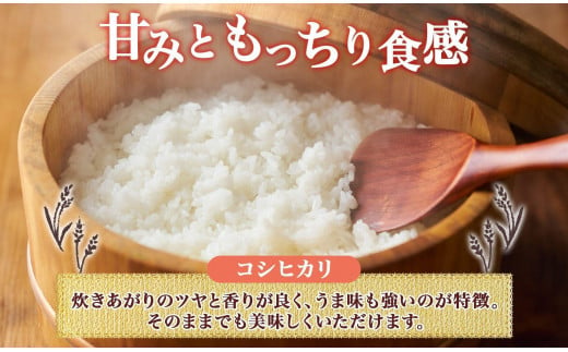 令和6年産 コシヒカリ 風さやか 無洗米 各5kg 長野県産 米 白米 精米 お米 ごはん ライス 甘み 農家直送 産直 信州 人気 ギフト 時短 お取り寄せ 平林農園 送料無料 長野県 大町市