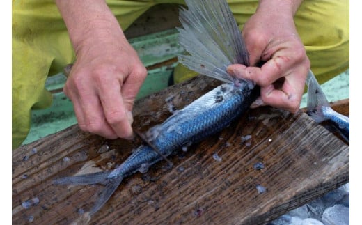 飛魚開き塩干 7尾【生産者直営！！屋久島の港町から安永丸がお届け】