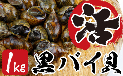 活黒バイ貝１kg（冷蔵便） 富津産