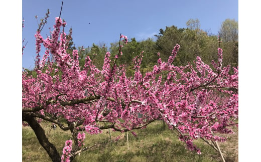  【先行予約受付】和歌山県産の桃 (11～15玉入り)【2025年6月中旬頃から8月上旬頃順次発送予定】 和歌山/もも モモ 桃 ギフト 贈り物 プレゼント 夏ギフト 果物 フルーツ 人気 産地直送 和歌山県 お取り寄せ 【mat100B】